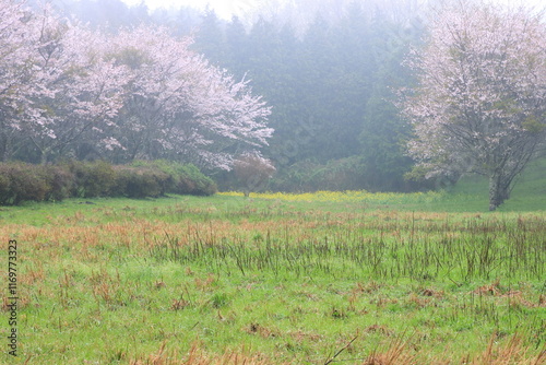 霧に包まれる桜並木 photo