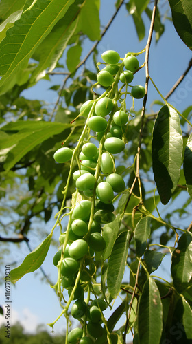 Vivid and Detailed View of Gnetum Plant, its Leaves and Stem, Signifying Gnetum in Non-Fruit Bearing Season photo