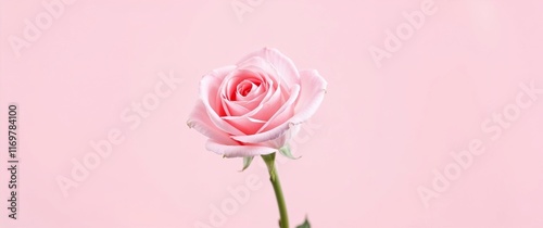 Wallpaper Mural A single pastel rose in perfect shape, simple background, soft lighting, emphasis on delicate petals, Valentine's Day theme. Torontodigital.ca