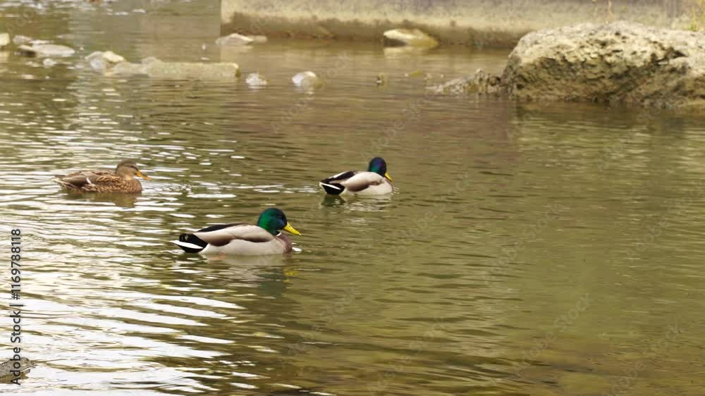 Ducks and king drakes on the local river Ducks and king drakes on the local river
