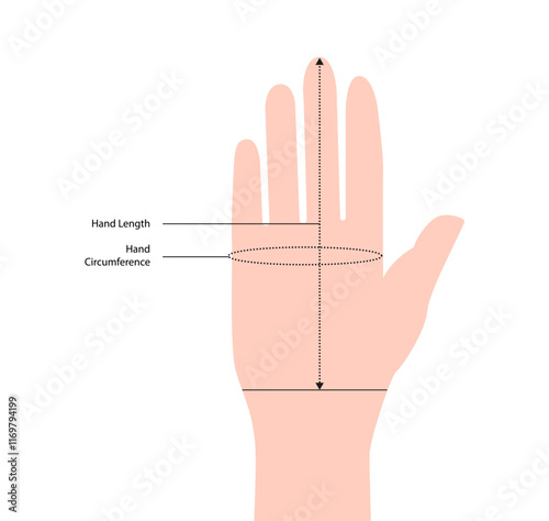 Diagram of measuring hands for Gloves, mittens, mitts nude cartoon Fashion accessory clothing technical illustration. Vector for Men, women, unisex flat template CAD cartoon style isolated on white