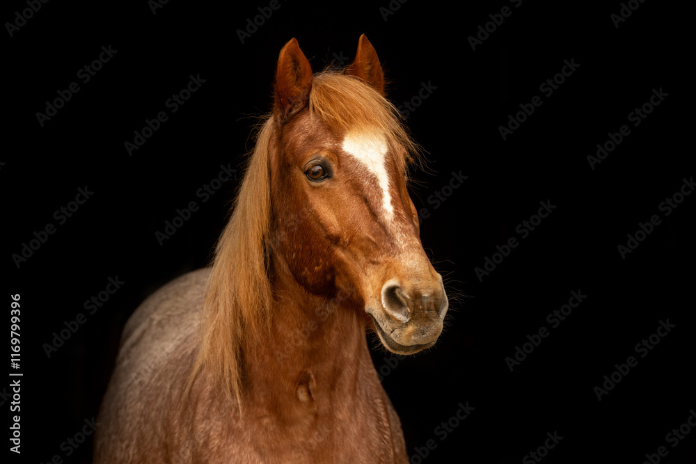 Obraz premium Black Shot portrait of a red roan horse gelding