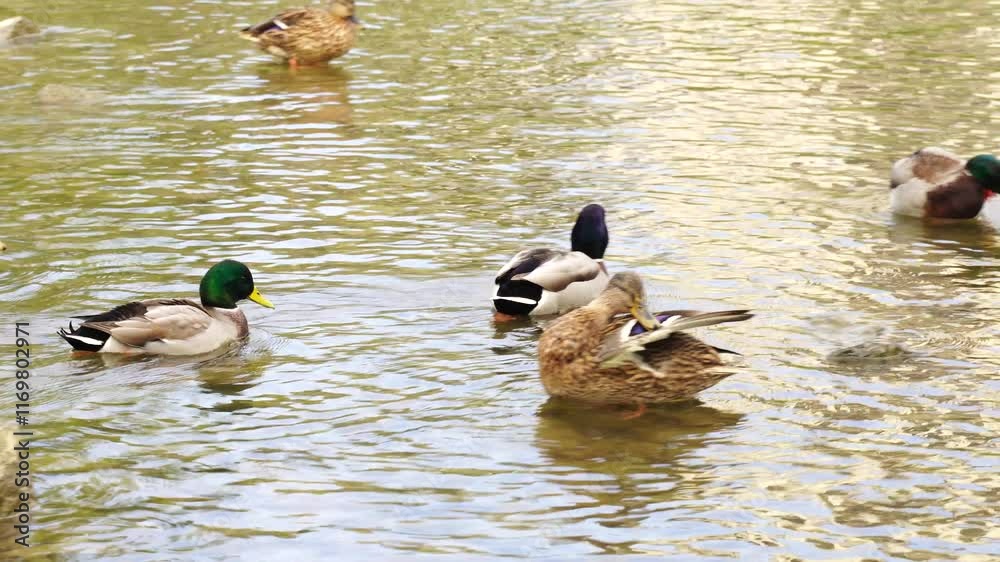 Ducks and king drakes on the local river Ducks and king drakes on the local river