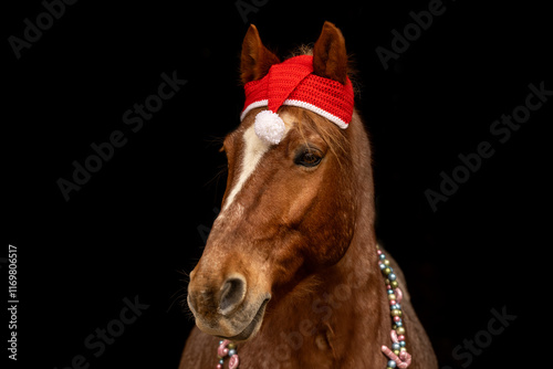 Black shot christmas portrait of a red roan horse gelding in front of black background. Equestrian christmas concept