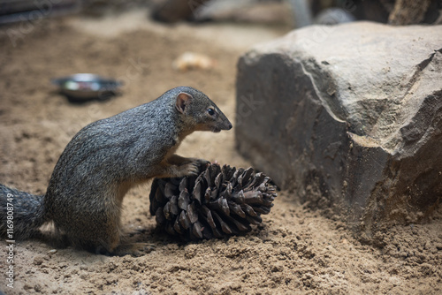 Narrow-Striped Mongoose Inspecting a Pine Cone on Sandy Terrain in a Naturalistic Habitat photo