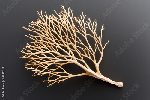 Coral branch against dark background symbolizing marine conservation, nature preservation, ocean protection, ecological awareness, environment concept photo