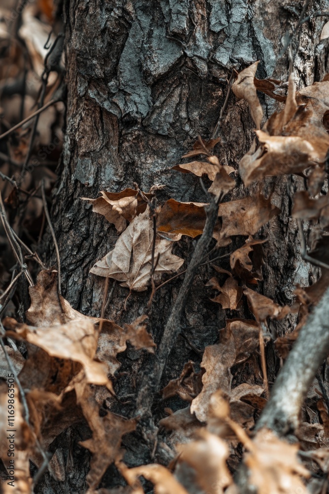 Fall tree bark with leaves on the ground. Fall tree bark with leaves on the ground.