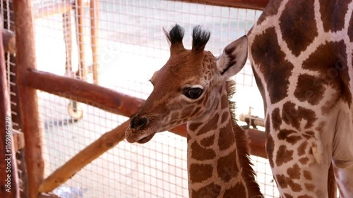 Close-up view of a baby giraffe standing in a zoo enclosure with a wooden fence, showcasing its intricate patterns and curious expression.