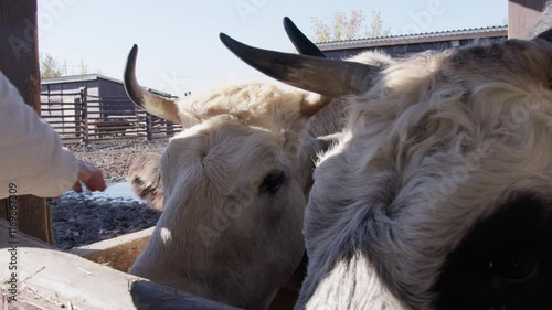 A farmer gently pets a cow in a rural farmyard, highlighting human care for livestock and the connection to agricultural traditions.
