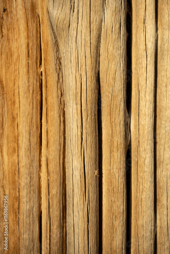 Wooden Texture Of Saquaro Cactus Remains photo