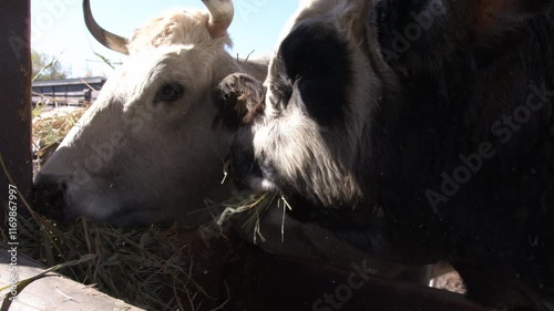 Close-Up of Cows Eating Hay at a Farm During Daylight
