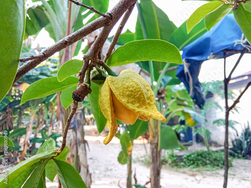 Close up of Soursop flower with leaves on tree. Soursop flowers. Soursop (Annona Muricata).