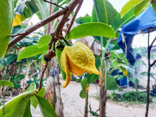 Soursop flowers with leaves on tree. Soursop flowers. Soursop (Annona Muricata). photo