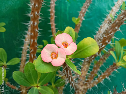 Crown of thorns flowers (Euphorbia milii). Christ plant or Christ thorn. Flower on tree.  photo