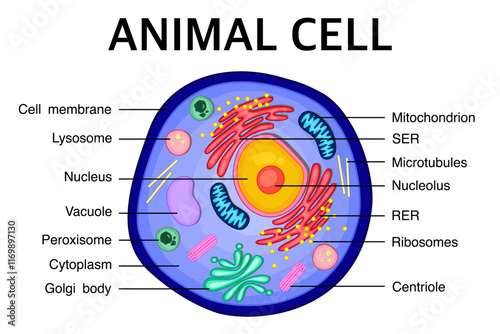 Diagram of an Animal cell anatomy.