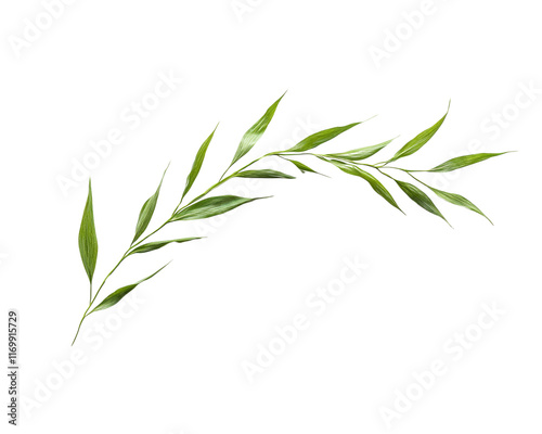 A vibrant green olive branch illustration.