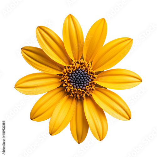 Bright yellow flower with vibrant petals.