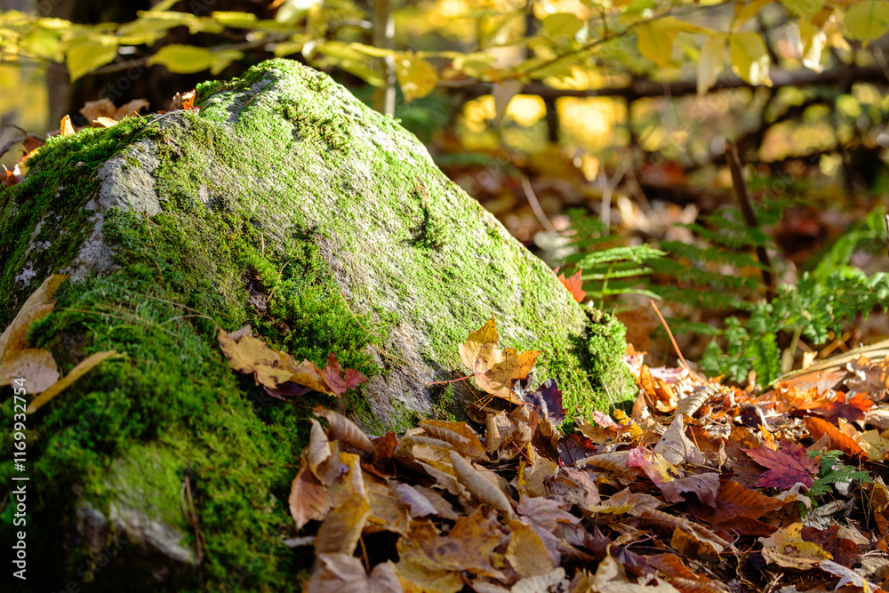 A Large Boulder covered in Green Moss iin a Forest is bathed in Radiant Golden Sunlight A Large Boulder covered in Green Moss iin a Forest is bathed in Radiant Golden Sunlight