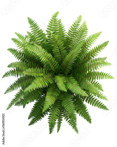 Lush green fern plant with vibrant fronds.