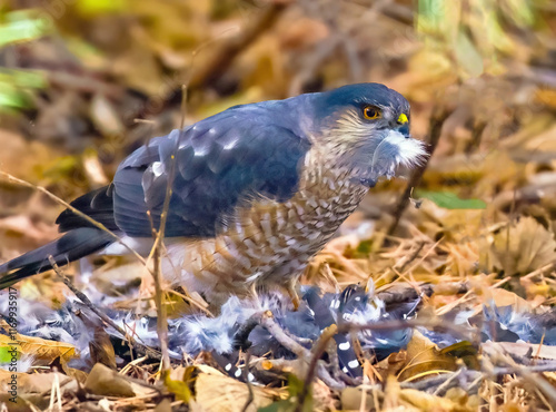 Fotografía Sharp-shinned Hawk plucking the feathers off of a Downy Woodpecker it caught for prey