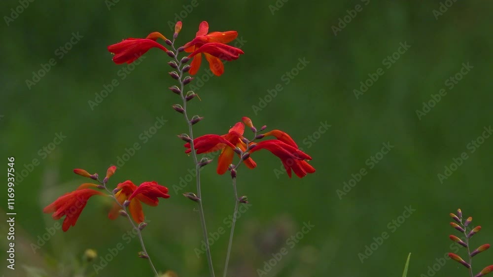 Coppertips (Montbretia) red flowers in the morning Coppertips (Montbretia) red flowers in the morning