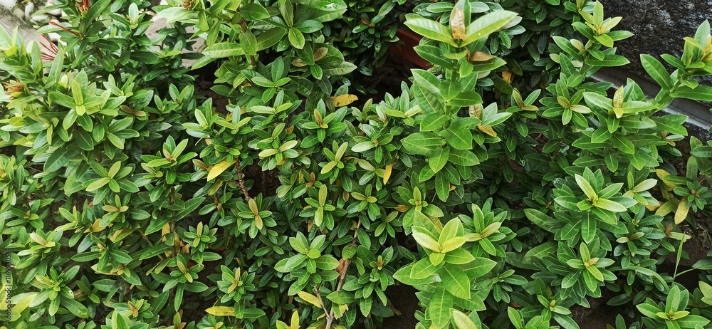 Obraz premium ashoka plant