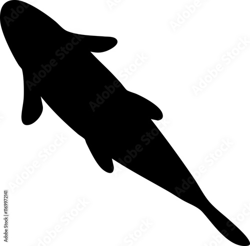 hand drawn top view of fish illustration.