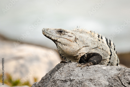 Iguana standing on a rock in Mexico (Ctenosaura similis) photo