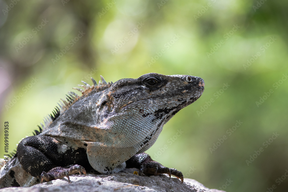 Obraz premium Portrait of an Iguana from Mexico (Ctenosaura similis)