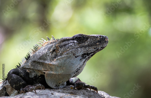 Portrait of an Iguana from Mexico (Ctenosaura similis)