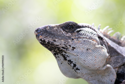 Close-up portrait of an Iguana from Mexico (Ctenosaura similis)