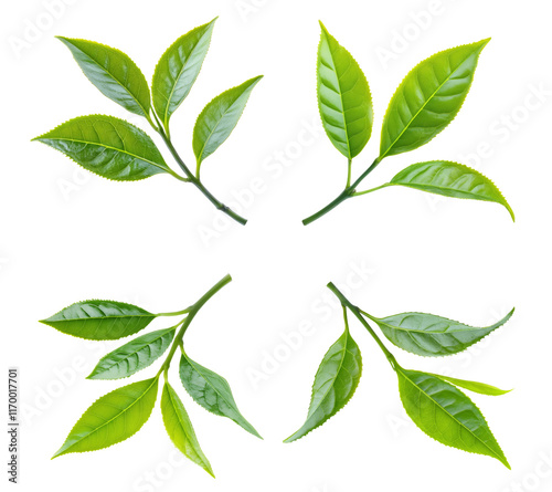 High-Quality PNG green tea leaves on white background photo
