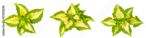 High-Quality PNG green and yellow coleus plants on white background