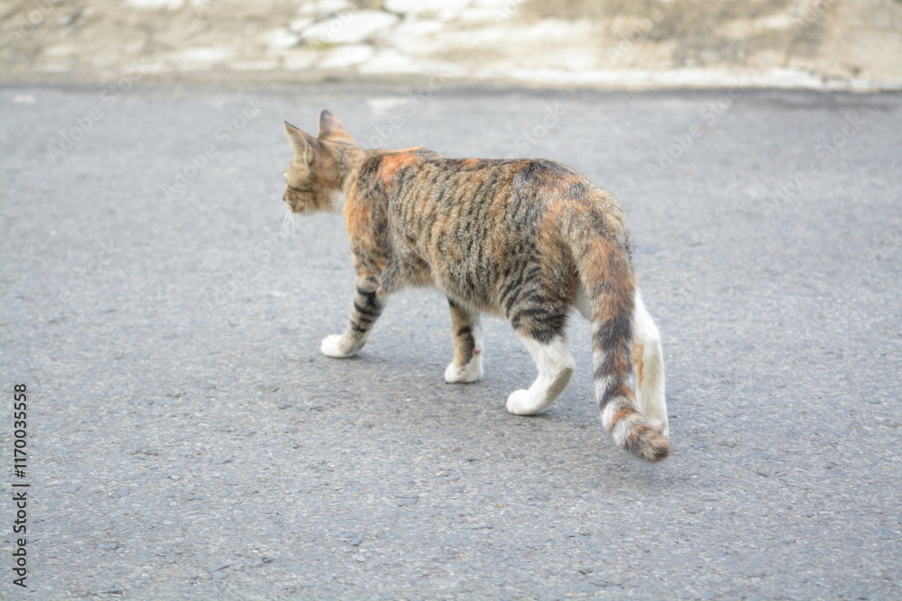 Naklejka premium stray cat on the street with blurred background