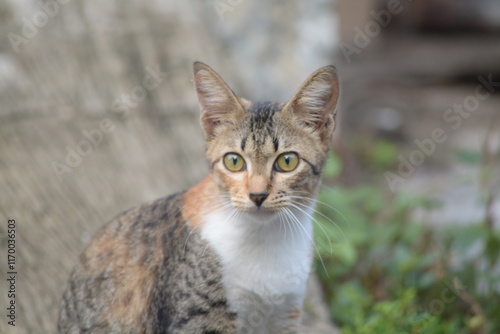 Wallpaper Mural stray cat on the street with blurred background Torontodigital.ca