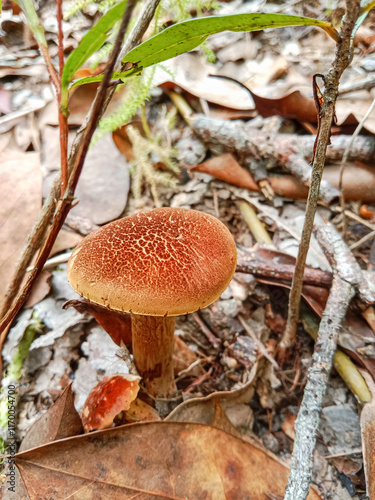 Mushroom growing in the forest. Jamur Sukat (Phylloporus sp. ) is a species of fungus in the family Boletaceae. photo