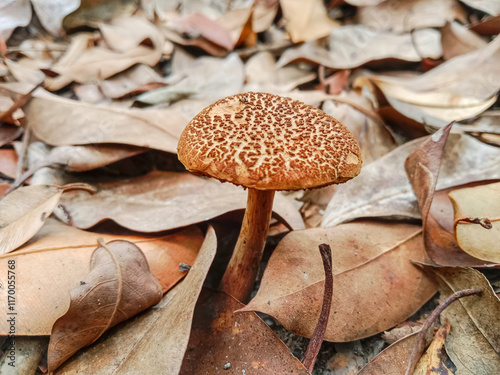 Mushroom growing in the forest. Jamur Sukat (Phylloporus sp. ) is a species of fungus in the family Boletaceae. photo