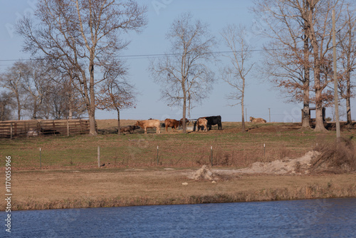 Cows Grazing in a Field Adjacent to a Golf Course