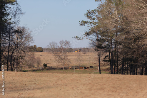 Cows Grazing in a Field Adjacent to a Golf Course