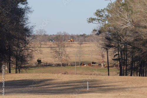 Cows Grazing in a Field Adjacent to a Golf Course