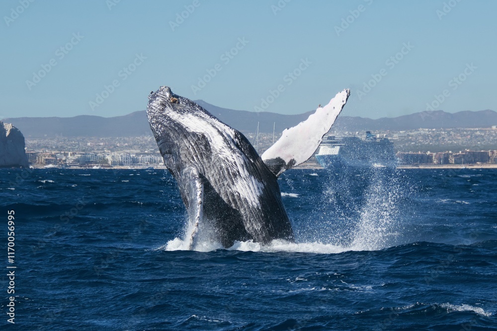 Fototapeta premium whale breach