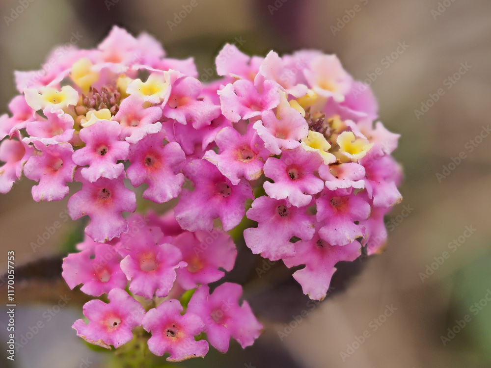 Fototapeta premium ランタナの花のクローズアップ