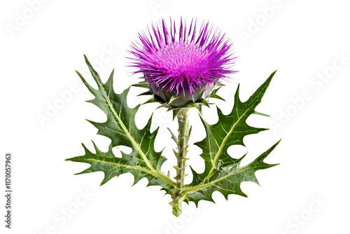thistle isolated on transparent background