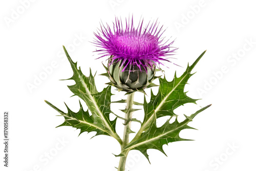 thistle isolated on transparent background