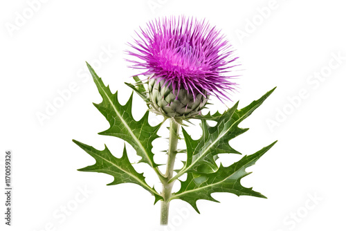 thistle isolated on transparent background photo