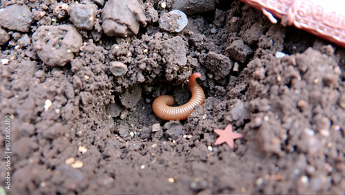 Earthworm in soil photo