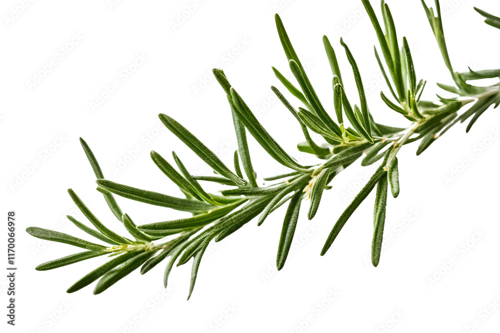 Fototapeta premium twig of rosemary isolated on transparent background
