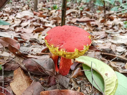 Red mushroom in the forest. Heimioporus sp. Mushrooms or Jamur Pelawan. Mushrooms in the forest floor. Natural environment.