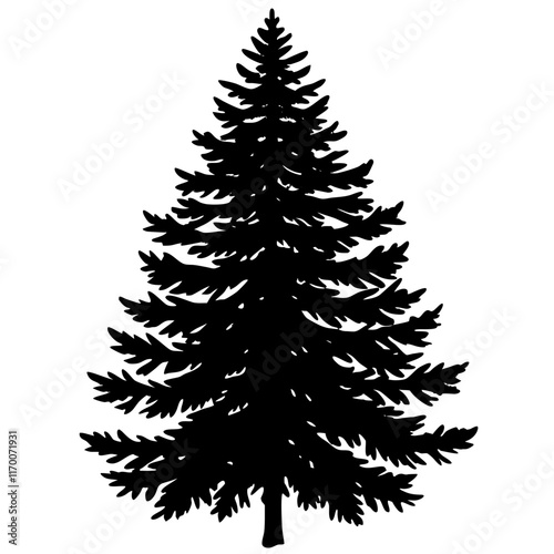 European Silver Fir Silhouette on White