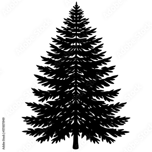 European Silver Fir Silhouette on White